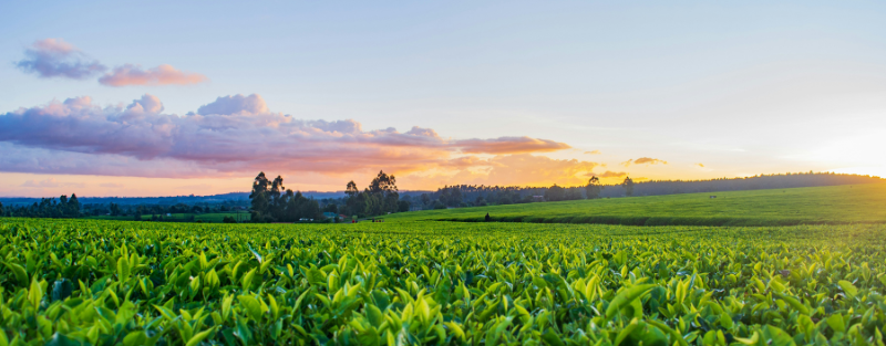 s%2C800%2C800-99a0a9