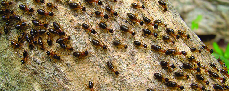 La certification diagnostic termites