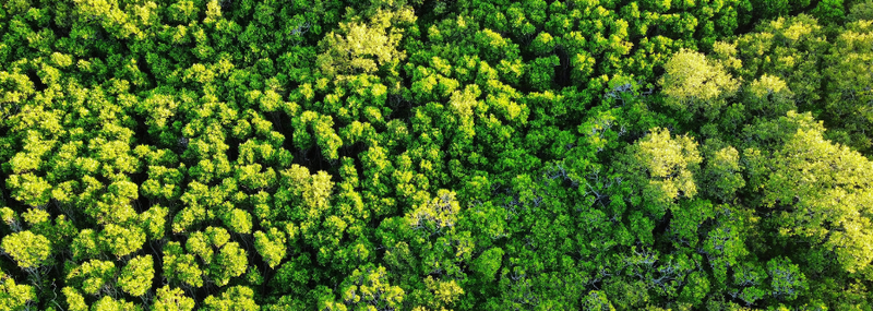 s%2C800%2C800-bc3c38